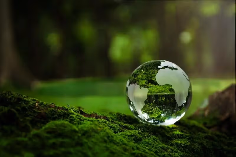 A picture of a glass ball with earth's imprint on it in a rainforest